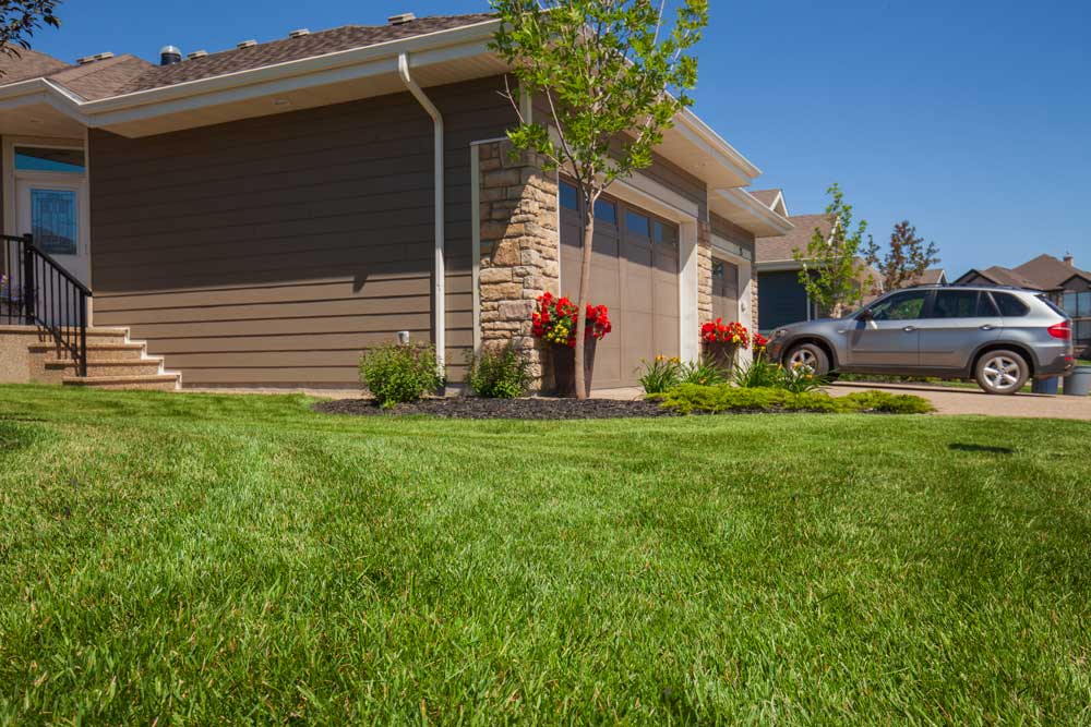 Lawn Overseeding Park Lawn Care